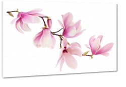magnolia, kwiaty, natura, azja, ozdoba, patki, pki, rowy, biae to, makro