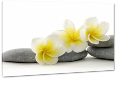 plumeria, hawajski, kwiat zakochanych, wellness, kamienie, natura, zdrowie, spokj, rwnowaga, relaks, patki, art, makro, zblienie