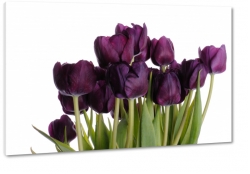 czarne tulipany, fioletowy, kwiaty, bukiet, wierno, wdzik, elegancja, makro, biae to