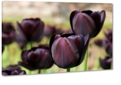 czarne tulipany, kwiaty, bukiet, wierno, wdzik, elegancja, makro, ka, pole, wiosna, lato