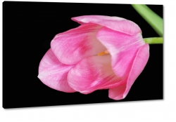 tulipan, rowy, patki, pikno, natura, uroda, styl, makro, czarne to