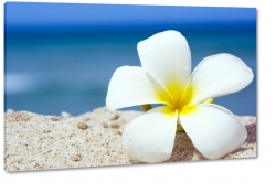 plumeria, hawajski, kwiat zakochanych, morze, plaa, piasek, biay, ty, niebieskie to, sonecznie
