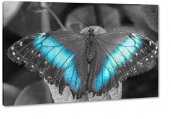 motyl, owad, czarny, czuki, skrzyda, makro, niebieski, czarne to