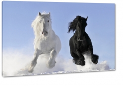 konie, biay, czarny, dostojny, majestatyczny, kontrast, biel, pikno, grzywa, galop, bieg, symbol, jasno, opanowanie, spacer, wycig, rywalizacja, nieg, zima