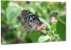 motyl, owad, czarny, czuki, skrzyda, makro, niebieski, kwiaty, ka