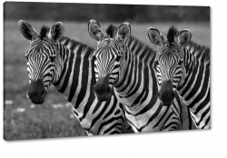 zebry, paski, czarno-biae, natura, dziko, afryka, safari, podr, b&w, rodzina, stado