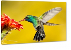 koliber, ptak, kwiat, skrzyda, natura, lot, pira, kolorowy, fioletowy, rolina, makro