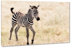 zebra, paski, rebak, dziecko, ssak, czarnobiae, natura, dziko, afryka, safari