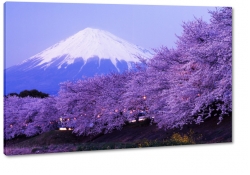fuji, japonia, wulkan, gra, fiolet, kwiaty wini, nieg, zima, krajobraz, pejza, widok, zmrok
