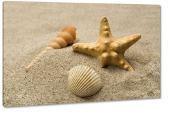 muszla, gwiazda, szum morza, piasek, plaa, nad brzegiem, art, fotografia