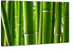 bambus, makro, zblienie, natura, ziele