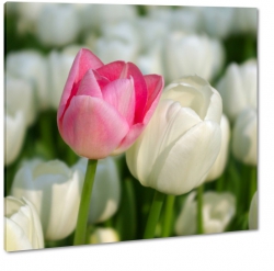tulipany, do sypialni, kwiaty, rowy, dla ony, prezent