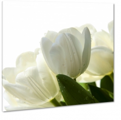 tulipany, do gabinetu, biae, prezent dla ony, dla niej