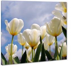 tulipany, biae, do gabinetu, niebo, holandia, pole
