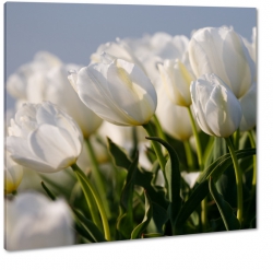 tulipany, biae, do gabinetu, pole, holandia