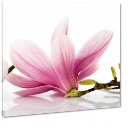 magnolia, kwiaty, biae to, rowy, gazka, modne, 
