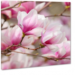 magnolia, kwiaty, drzewko, gaazka, wiosna, rowy