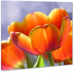bukiet, tulipany, na prezent, pomaraczowy, 