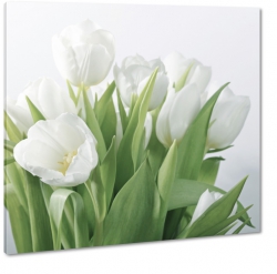 tulipany, biae, do gabinetu, imieniny, na prezent, podarunek