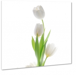 tulipany, biae to, trzy kwiaty, jasne