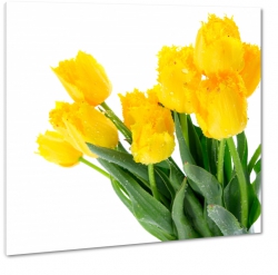 te tulipany, biae to, bukiet dla ony