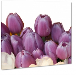 tulipany, biae, fioletowe, jasne to, pki