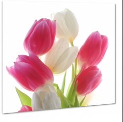 tulipany, biae, rzowe, jasne, 