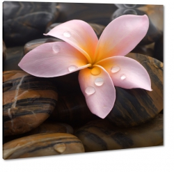 kwiat lei, brzowe kamienie, plumeria,