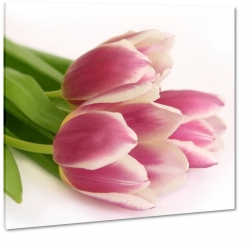 tulipany, biae to, trzy kwiaty, jasne