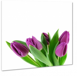 tulipany, biae to, fioletowe