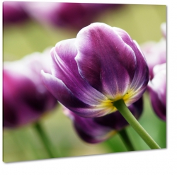 tulipany, ka, fioletowe