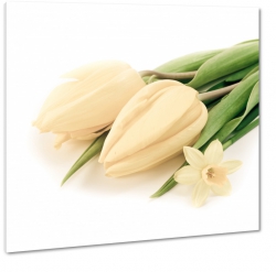 tulipany, biae to, trzy kwiaty, jasne. kremowe