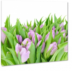 fioletowe tulipany, bukiet, na prezent