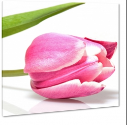 rowy tulipan, biae to, dzie kobiet
