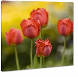tulipan, pole tulipanw, ciepe kolory