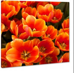 tulipan, pole tulipanw, ciepe kolory, pomaraczowy