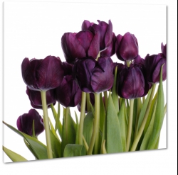 czarne tulipany, niezwyky bukiet