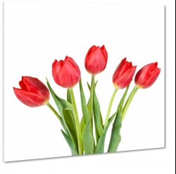 czerwone tulipany, bukiet na biaym tle