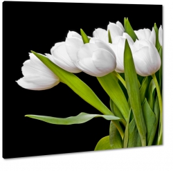 biae tulipany na czarnym tle, bukiet tulipanw, 