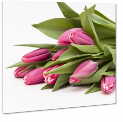 rowy tulipan, biae to, dzie kobiet, na prezent