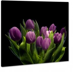 fioletowe tulipany, czarne to, 