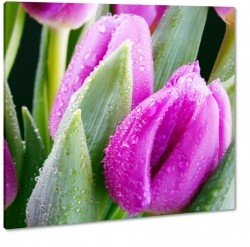 rowe tulipany, bukiet kwiatw, rosa, krole wody