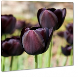 czarne tulipany, niezwyky kolor, pole tulipanw, holandia
