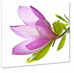 magnolia, rowy kwiat, gazka