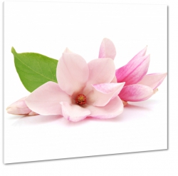 magnolia, doskonay kwiat, biae to, wiosenny