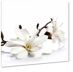 magnolie, biae to, biel, jasne, gazka