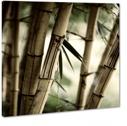 bambus, azja, roliny, las, chiny, li, ga, zielony