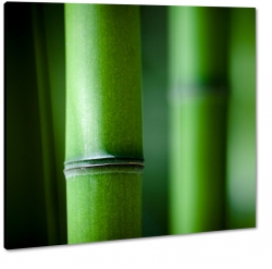 bambus, azja, roliny, zielony, chiny, zen