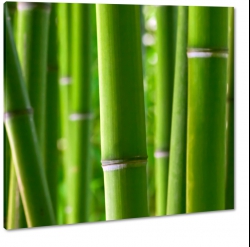 bambus, las bambusowy, chiny, zielony, azja