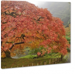 japonia, ogrd japoski, drzewo, czerwone licie